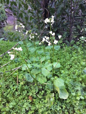 A larger view of the plant with the white flowers. It looked to me as if it were some species of Brassicaceae.