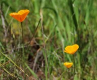 These patches of poppies were common in the sunny areas of the canyon.