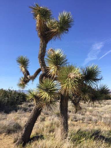 These Joshua trees weren't very tall but they made up for it in pointiness.