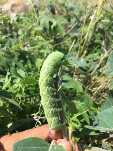 Manduca sexta caterpillar munching away on a Datura sp.