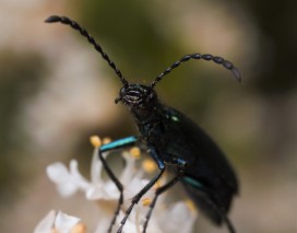 Blister beetles seem to enjoy having thier photo take.